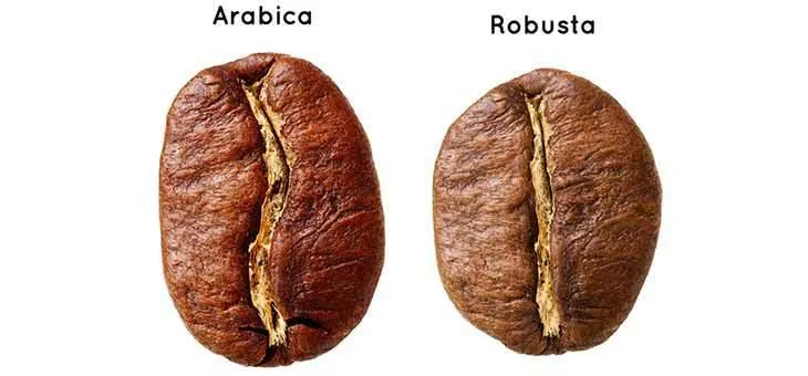 ARABICA AND ROBUSTA COFFE